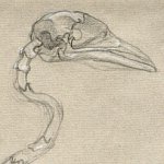 Boatbilled Heron Skeleton